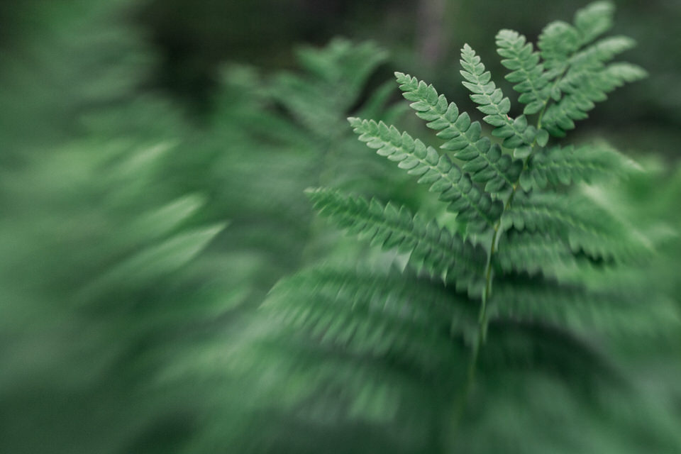 Acadia-National-Park-Maine-fine-art-photography-by-Studio-L-photographer-Laura-Schneider-_5660